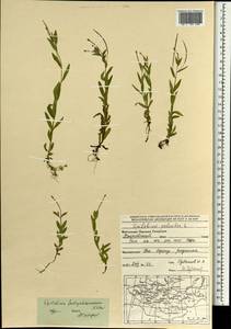 Epilobium fastigiatoramosum Nakai, Mongolia (MONG) (Mongolia)