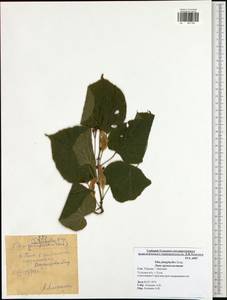 Tilia platyphyllos Scop., Eastern Europe, Central region (E4) (Russia)