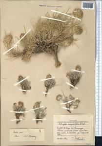Astragalus inaequalifolius Basilevsk., Middle Asia, Western Tian Shan & Karatau (M3) (Uzbekistan)