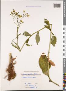 Lapsana communis subsp. grandiflora (M. Bieb.) P. D. Sell, Caucasus, Stavropol Krai, Karachay-Cherkessia & Kabardino-Balkaria (K1b) (Russia)