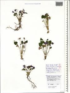 Viola somchetica C. Koch, Caucasus, Stavropol Krai, Karachay-Cherkessia & Kabardino-Balkaria (K1b) (Russia)