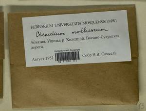 Ctenidium molluscum (Hedw.) Mitt., Bryophytes, Bryophytes - Transcaucasia (B13) (Abkhazia)