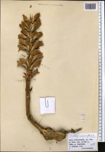 Orobanche gigantea (Beck) Gontsch., Middle Asia, Pamir & Pamiro-Alai (M2) (Tajikistan)