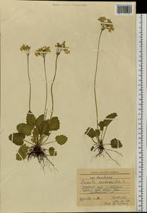 Primula cortusoides L., Siberia, Altai & Sayany Mountains (S2) (Russia)