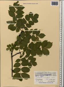Fraxinus angustifolia subsp. oxycarpa (M.Bieb. ex Willd.) Franco & Rocha Afonso, Caucasus, North Ossetia, Ingushetia & Chechnya (K1c) (Russia)