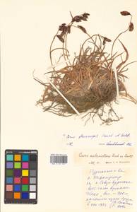 Carex flavocuspis Franch. & Sav., Siberia, Russian Far East (S6) (Russia)