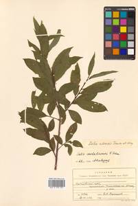 Salix udensis (Wimm.) Trautv. & C. A. Mey., Siberia, Russian Far East (S6) (Russia)