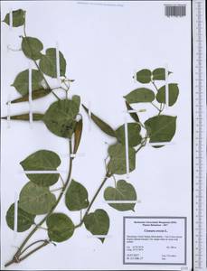 Cionura erecta (L.) Griseb., Western Europe (EUR) (North Macedonia)