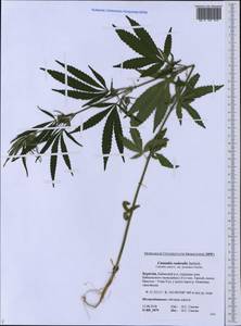 Cannabis sativa var. ruderalis (Janisch.) S.Z. Liou, Siberia, Baikal & Transbaikal region (S4) (Russia)
