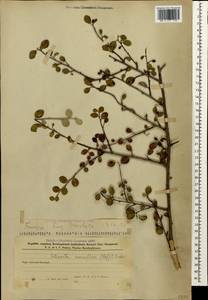 Cotoneaster suavis Pojark., Caucasus, Azerbaijan (K6) (Azerbaijan)