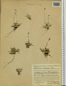 Tofieldia coccinea Richardson, Siberia, Central Siberia (S3) (Russia)