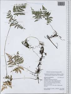 Cystopteris montana (Lam.) Desv., South Asia, South Asia (Asia outside ex-Soviet states and Mongolia) (ASIA) (China)