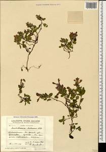 Scutellaria pontica K.Koch, Caucasus, Georgia (K4) (Georgia)