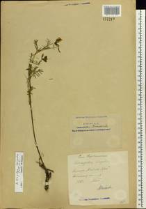 Astragalus cornutus Pall., Eastern Europe, Lower Volga region (E9) (Russia)