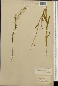 Camelina microcarpa Andrz. ex DC., Caucasus (no precise locality) (K0)