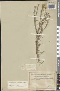 Centaurea splendens L., Eastern Europe, Lower Volga region (E9) (Russia)