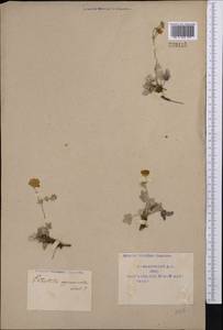 Potentilla hololeuca Boiss., Middle Asia, Pamir & Pamiro-Alai (M2) (Uzbekistan)