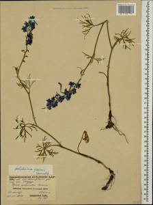 Delphinium freynii Conrath, Caucasus, North Ossetia, Ingushetia & Chechnya (K1c) (Russia)