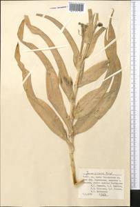 Iris vicaria Vved., Middle Asia, Pamir & Pamiro-Alai (M2) (Uzbekistan)