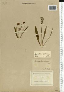 Muscari pallens (M.Bieb.) Fisch., Eastern Europe, South Ukrainian region (E12) (Ukraine)