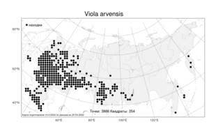 Viola arvensis Murray, Atlas of the Russian Flora (FLORUS) (Russia)