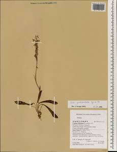 Orchis quadripunctata Cirillo ex Ten., South Asia, South Asia (Asia outside ex-Soviet states and Mongolia) (ASIA) (Cyprus)