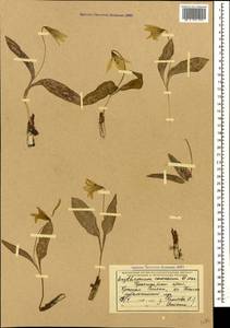 Erythronium caucasicum Woronow, Caucasus, Krasnodar Krai & Adygea (K1a) (Russia)