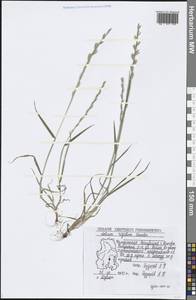 Lolium rigidum Gaudin, Eastern Europe, Volga-Kama region (E7) (Russia)