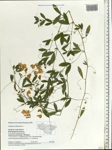 Lathyrus tuberosus L., Eastern Europe, Central region (E4) (Russia)