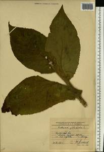 Verbascum phlomoides L., Eastern Europe, Western region (E3) (Russia)