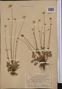 Parnassia palustris L., Middle Asia, Northern & Central Tian Shan (M4) (Kyrgyzstan)