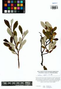 Salix krylovii E. Wolf, Siberia, Baikal & Transbaikal region (S4) (Russia)