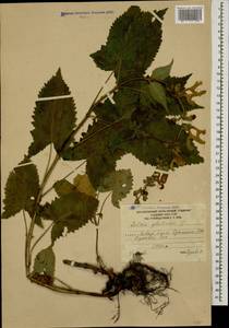 Salvia glutinosa L., Caucasus, South Ossetia (K4b) (South Ossetia)