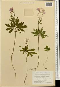 Cardamine quinquefolia (M. Bieb.) Schmalh., Caucasus, Black Sea Shore (from Novorossiysk to Adler) (K3) (Russia)