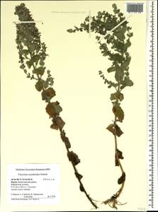 Teucrium scordium subsp. scordioides (Schreb.) Arcang., Crimea (KRYM) (Russia)