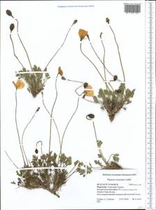 Papaver croceum Ledeb., Middle Asia, Western Tian Shan & Karatau (M3) (Kyrgyzstan)