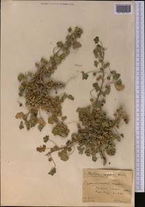 Malva neglecta Wallr., Middle Asia, Pamir & Pamiro-Alai (M2) (Uzbekistan)
