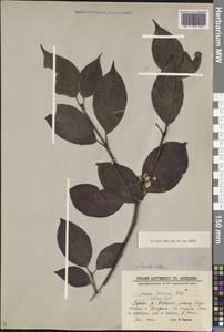 Cornus alba L., Siberia, Baikal & Transbaikal region (S4) (Russia)