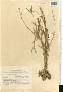 Pseudoclausia tschimganica (Popov ex Botsch. & Vved.) A.N. Vassiljeva, Middle Asia, Western Tian Shan & Karatau (M3) (Kazakhstan)
