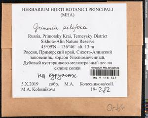 Grimmia pilifera P. Beauv., Bryophytes, Bryophytes - Russian Far East (excl. Chukotka & Kamchatka) (B20) (Russia)