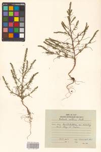 Salsola collina Pall., Siberia, Russian Far East (S6) (Russia)