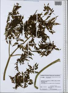 Anthriscus sylvestris subsp. sylvestris, Siberia, Western Siberia (S1) (Russia)