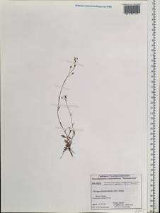 Rorippa barbareifolia (DC.) Kitag., Siberia, Central Siberia (S3) (Russia)