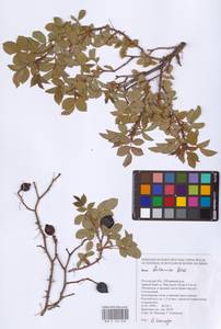 Rosa balsamica Besser, Eastern Europe, Rostov Oblast (E12a) (Russia)