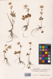 Ranunculus, Eastern Europe, West Ukrainian region (E13) (Ukraine)