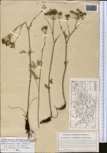 Aulacospermum tianschanicum (Korovin) C. Norman, Middle Asia, Western Tian Shan & Karatau (M3) (Kazakhstan)
