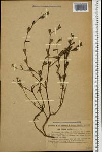 Silene euxina (Rupr.) Hand.-Mazz., Caucasus, Georgia (K4) (Georgia)