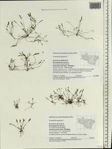 Limosella aquatica L., Eastern Europe, Central region (E4) (Russia)