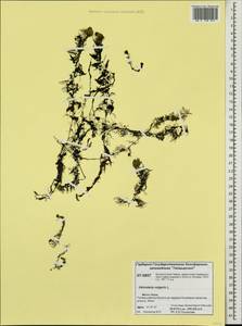 Utricularia vulgaris L., Siberia, Central Siberia (S3) (Russia)