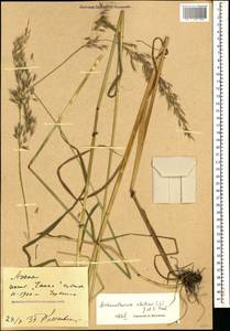 Arrhenatherum elatius (L.) P.Beauv. ex J.Presl & C.Presl, Caucasus, Stavropol Krai, Karachay-Cherkessia & Kabardino-Balkaria (K1b) (Russia)